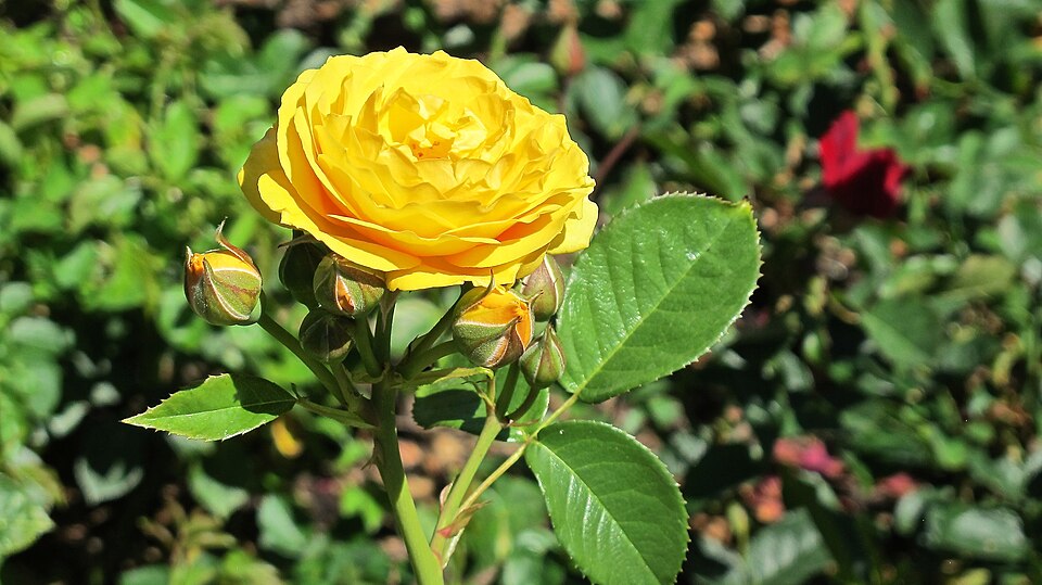 Rosa 'Julia Child' (Julia Child Rose) (alternate view 2)