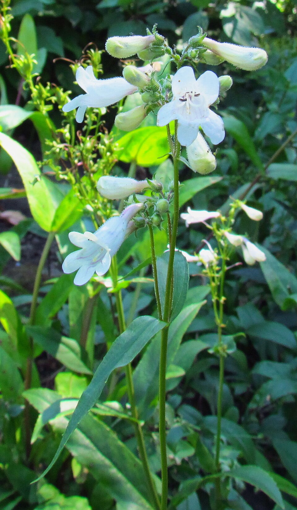 Penstemon digitalis (foxglove beardtongue) (alternate view 9)