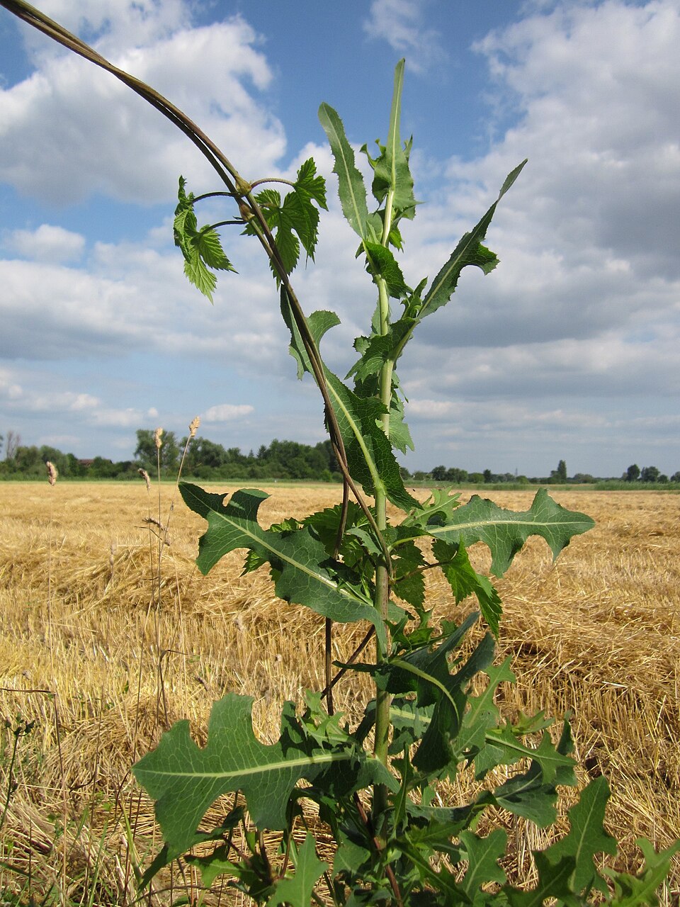 Lactuca serriola (prickly lettuce) (alternate view 6)