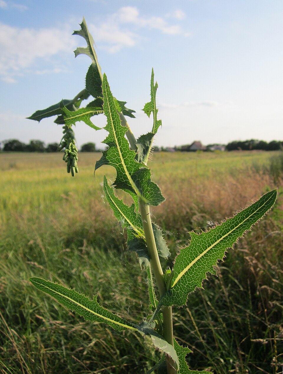 Lactuca serriola (prickly lettuce) (alternate view 7)