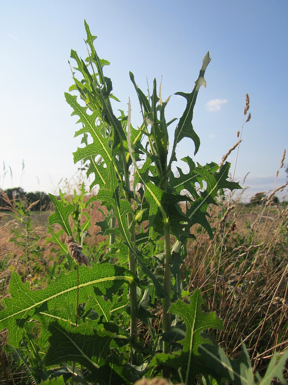 Lactuca serriola (prickly lettuce) (alternate view 8)