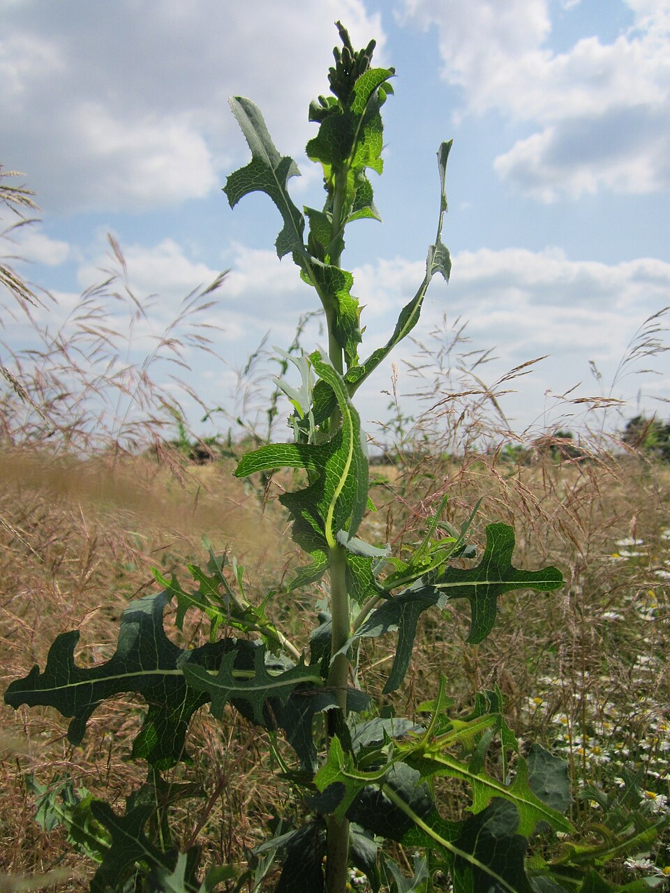 Lactuca serriola (prickly lettuce) (alternate view 9)