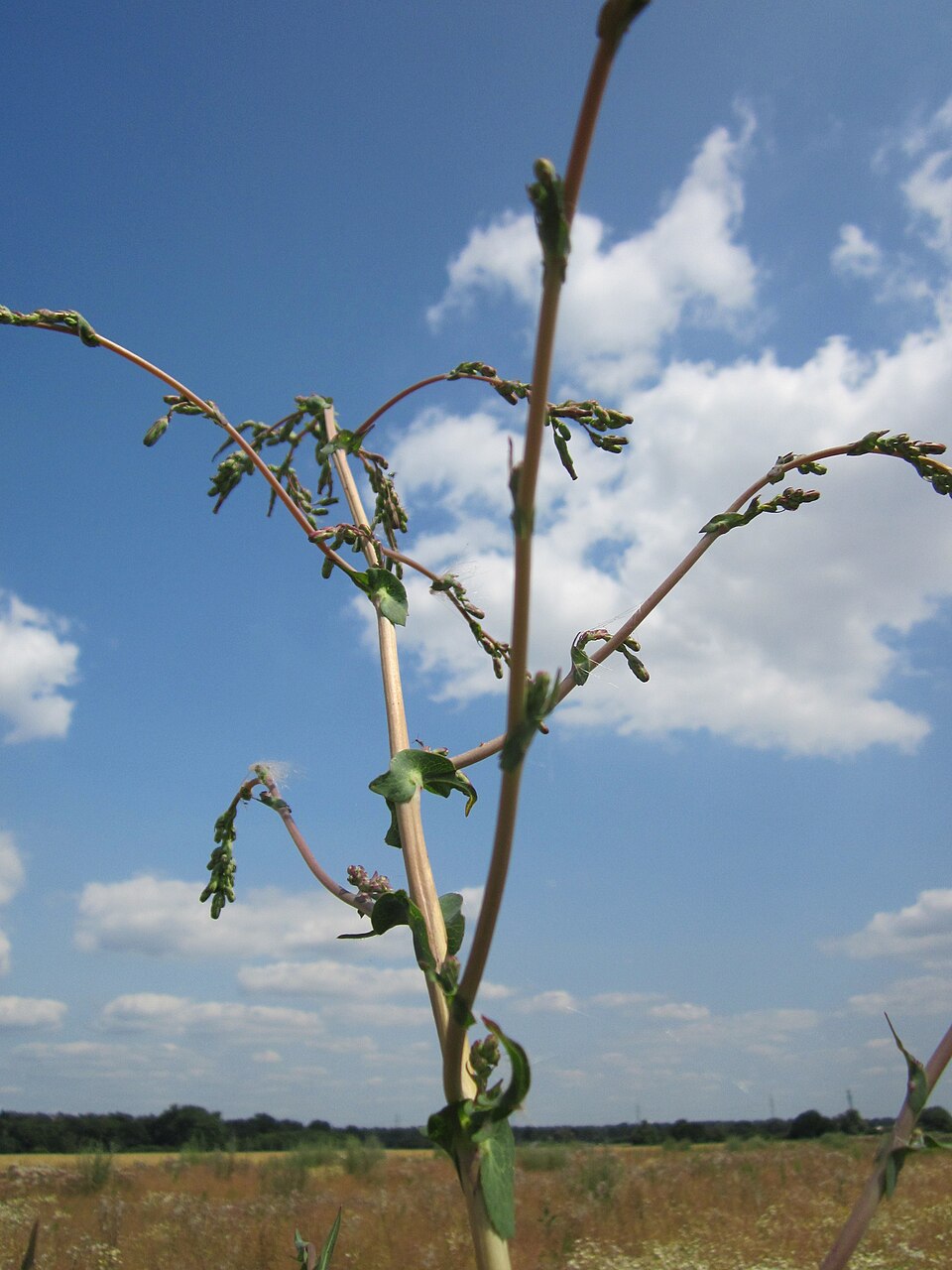 Lactuca serriola (prickly lettuce) (alternate view 10)