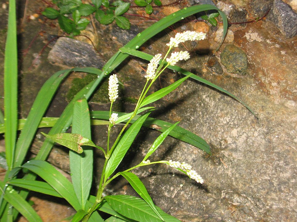 Persicaria pensylvanica (pinkweed) (alternate view 5)