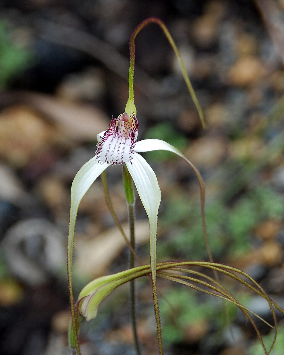 Caladenia longicauda (White Spider Orchid)