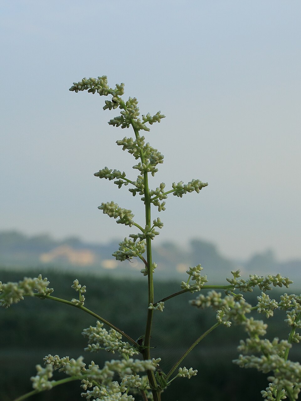 Artemisia lactiflora (White Mugwort)