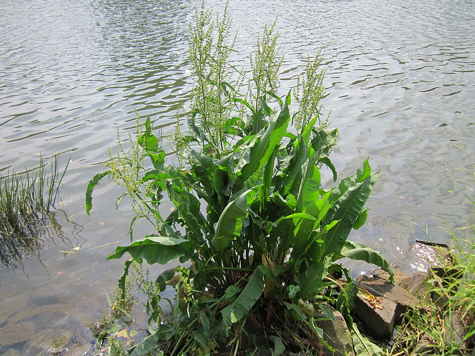 Rumex hydrolapathum (Water Dock)