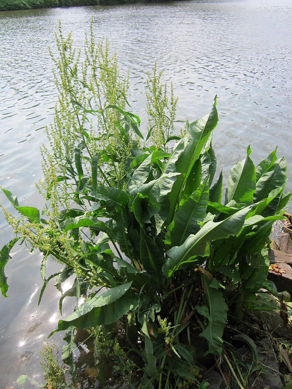 Rumex hydrolapathum (Water Dock)