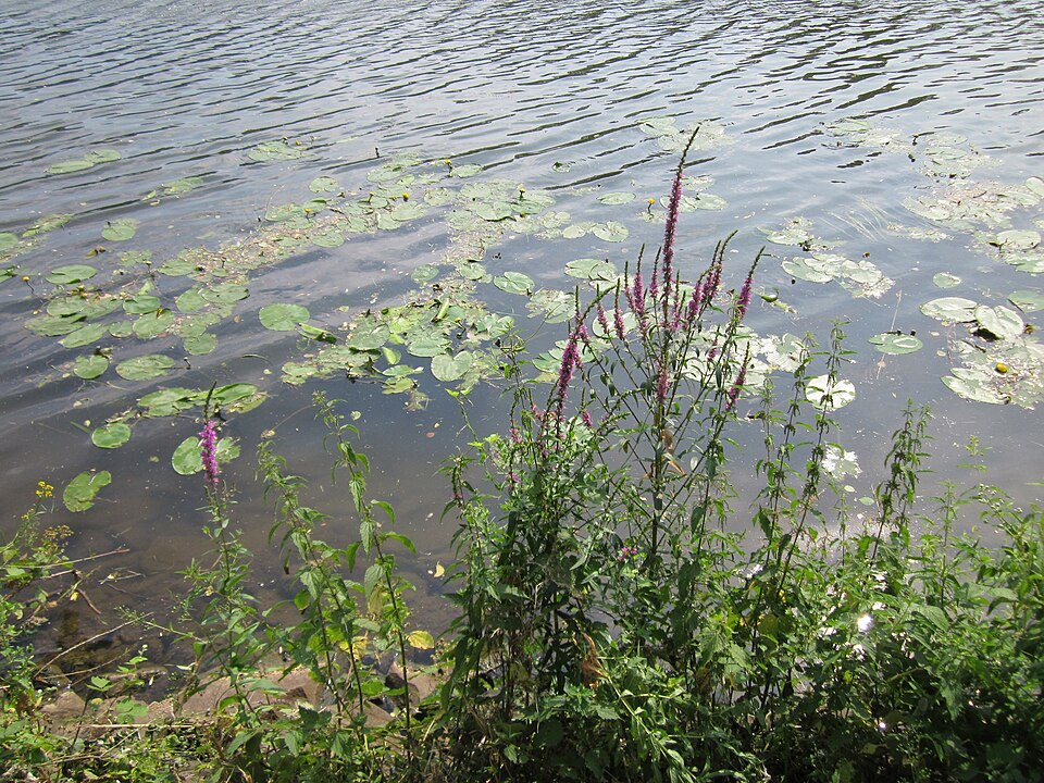 Lythrum salicaria (purple loosestrife) (alternate view 8)