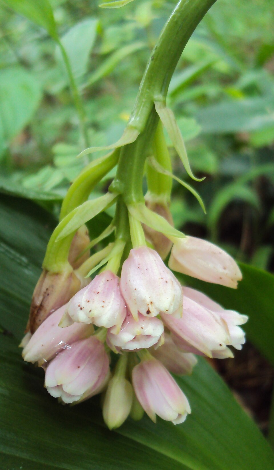 Eulophia picta (Shepherd's Crook Orchid) (alternate view 9)