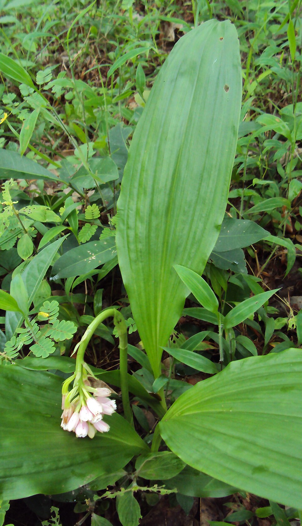Eulophia picta (Shepherd's Crook Orchid) (alternate view 10)