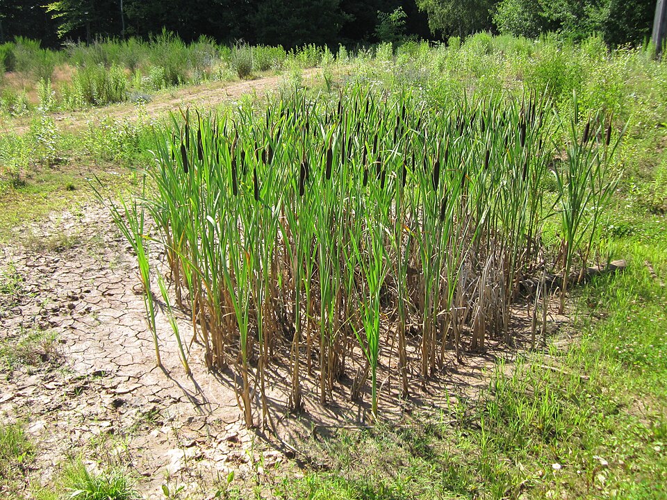 Typha latifolia (common cat-tail)