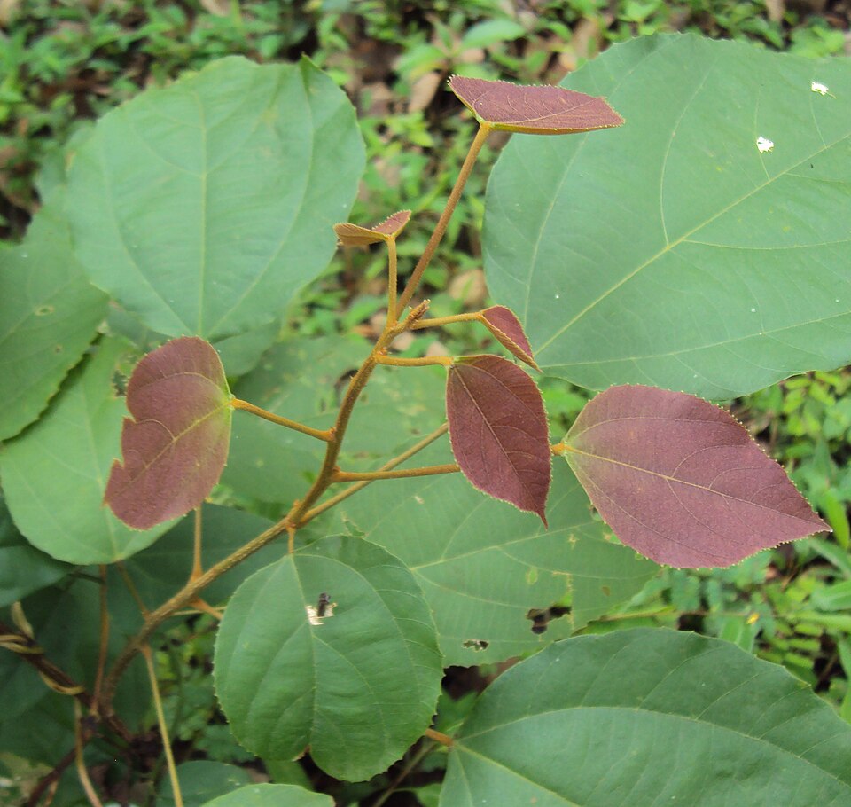 Mallotus philippensis (Kamala) (alternate view 4)