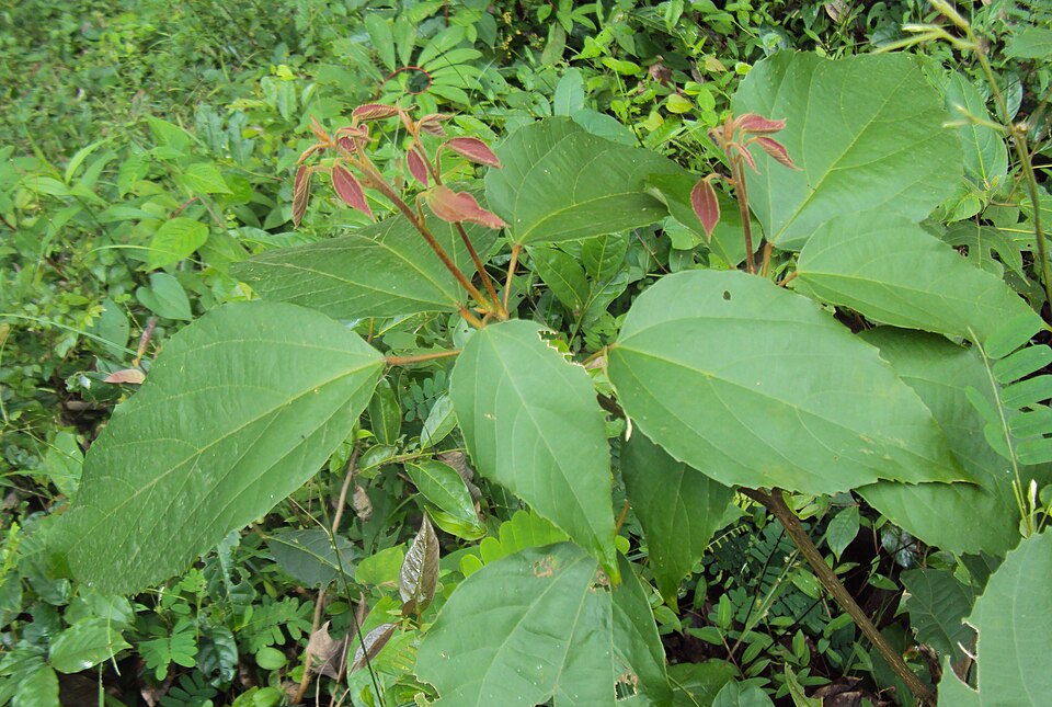 Mallotus philippensis (Kamala) (alternate view 5)