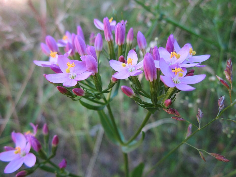 Centaurium erythraea (Common centaury)
