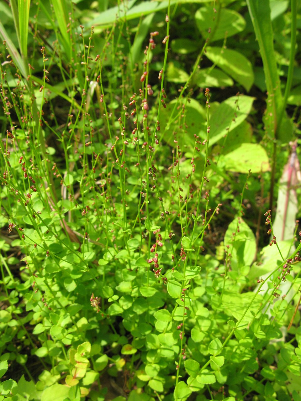 Gonocarpus micranthus (creeping raspwort) (alternate view 7)