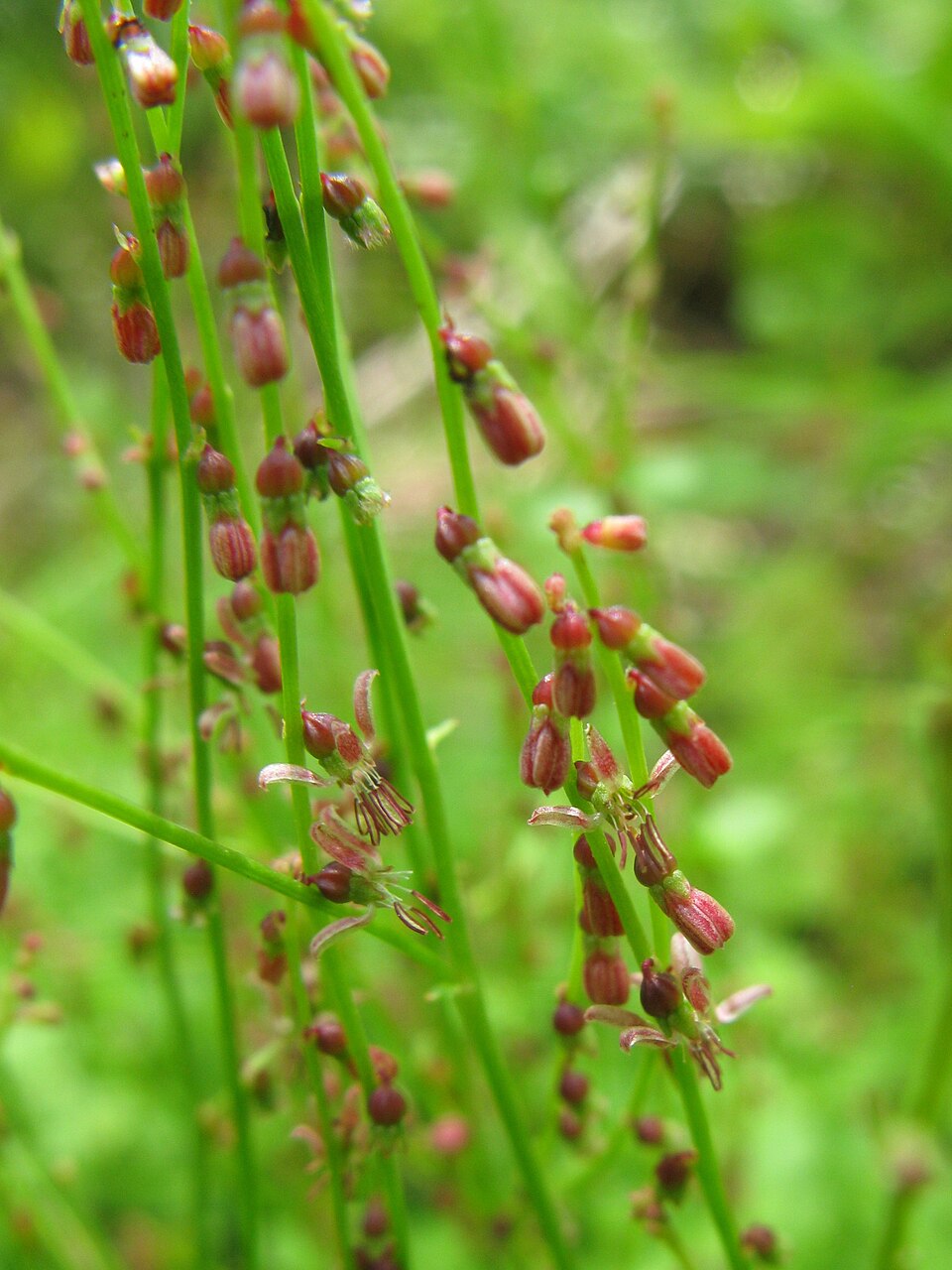 Gonocarpus micranthus (creeping raspwort) (alternate view 8)