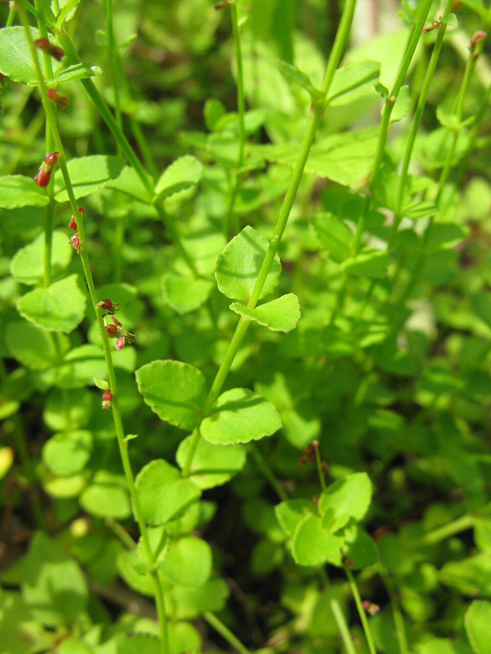 Gonocarpus micranthus (creeping raspwort) (alternate view 9)