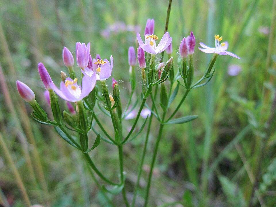Centaurium erythraea (Common centaury)