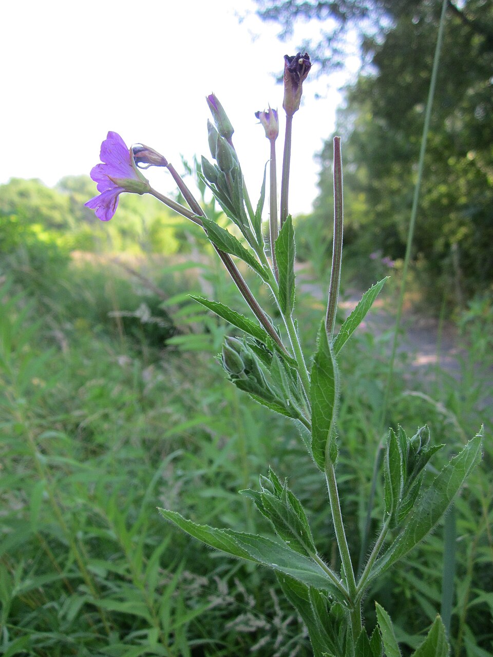 Epilobium hirsutum (Great Willowherb)