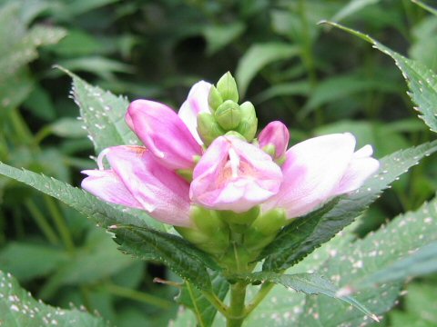 Chelone lyonii (pink turtlehead) (alternate view 4)