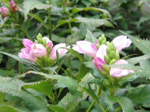 Chelone lyonii (pink turtlehead) (alternate view 6)