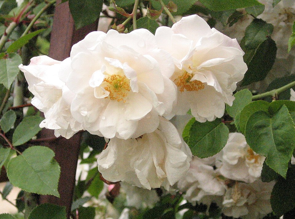 Rosa 'Adélaide d''Orléans' (Adelaide d'Orleans Rose)