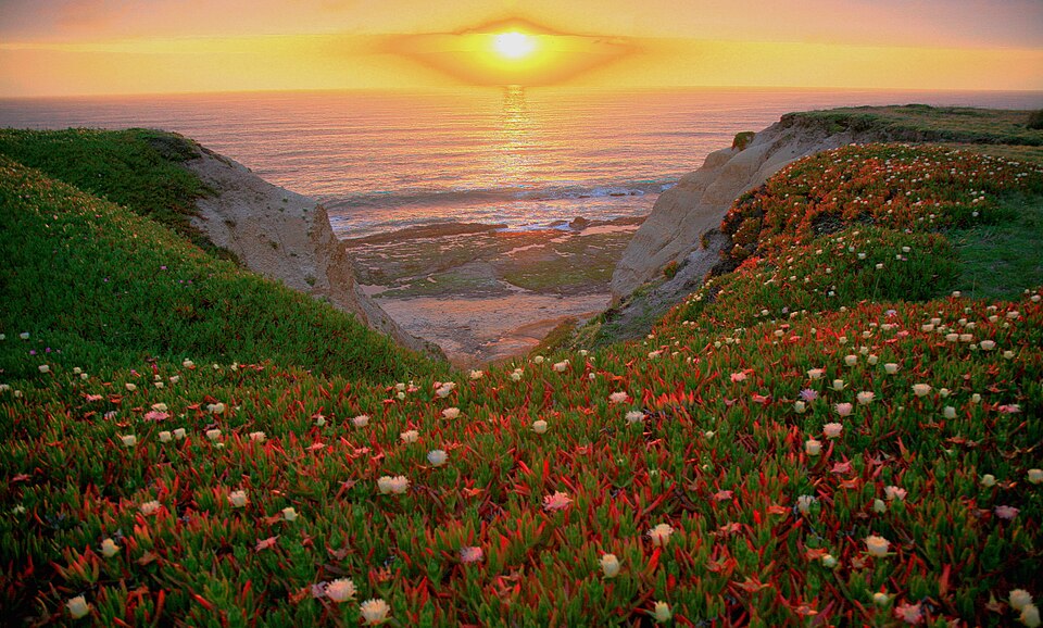 Carpobrotus chilensis (Chilean sea fig) (alternate view 5)