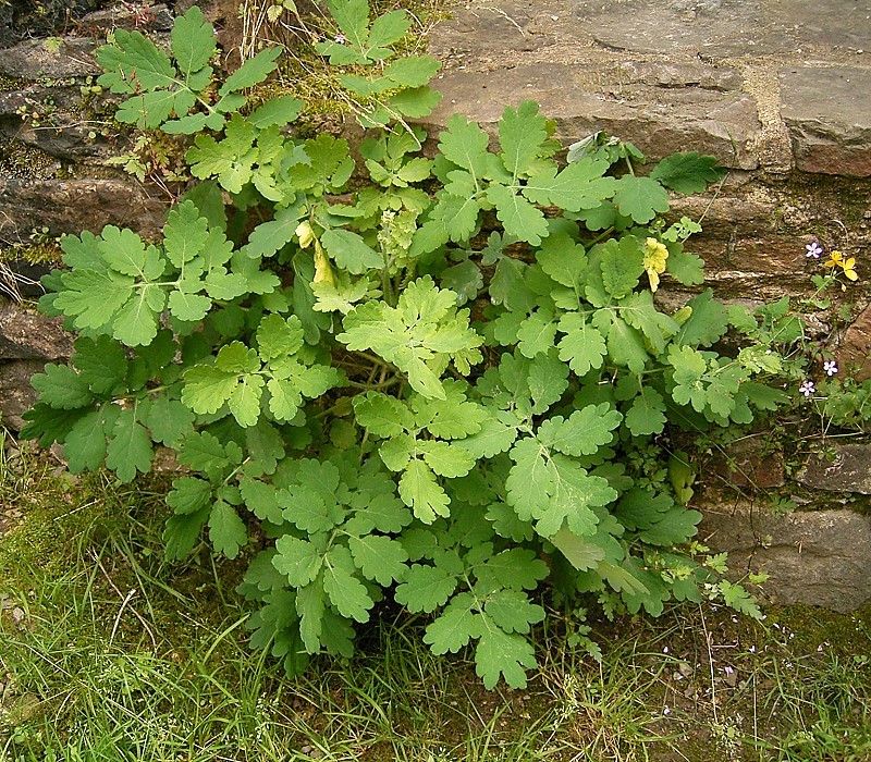 Chelidonium majus (Greater celandine)