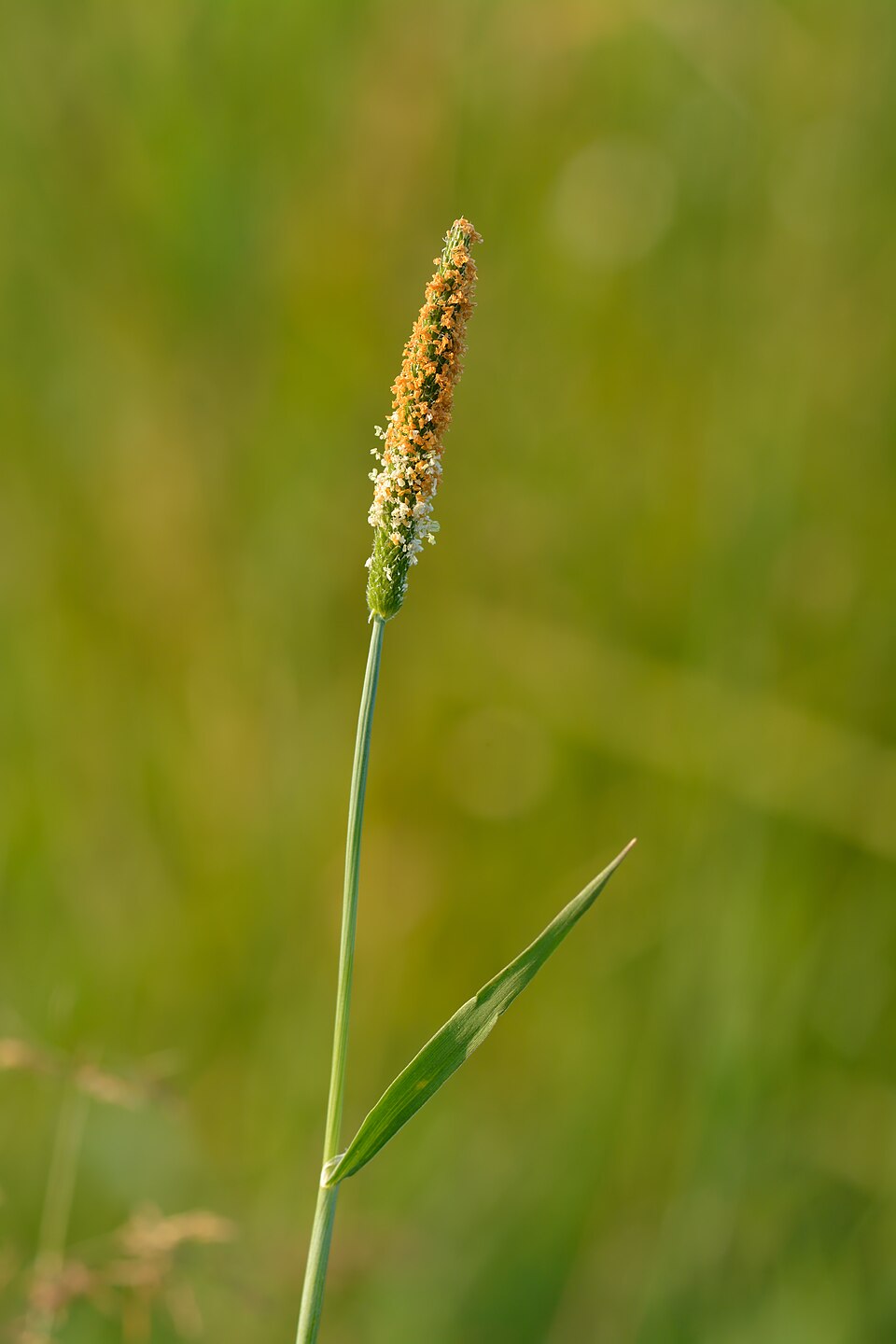 Alopecurus geniculatus (Marsh foxtail)