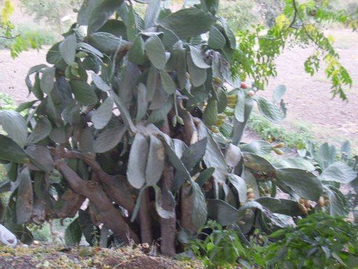 Opuntia ficus-indica (Prickly Pear Cactus) (alternate view 5)