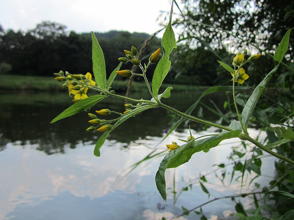 Lysimachia vulgaris (Yellow Loosestrife)