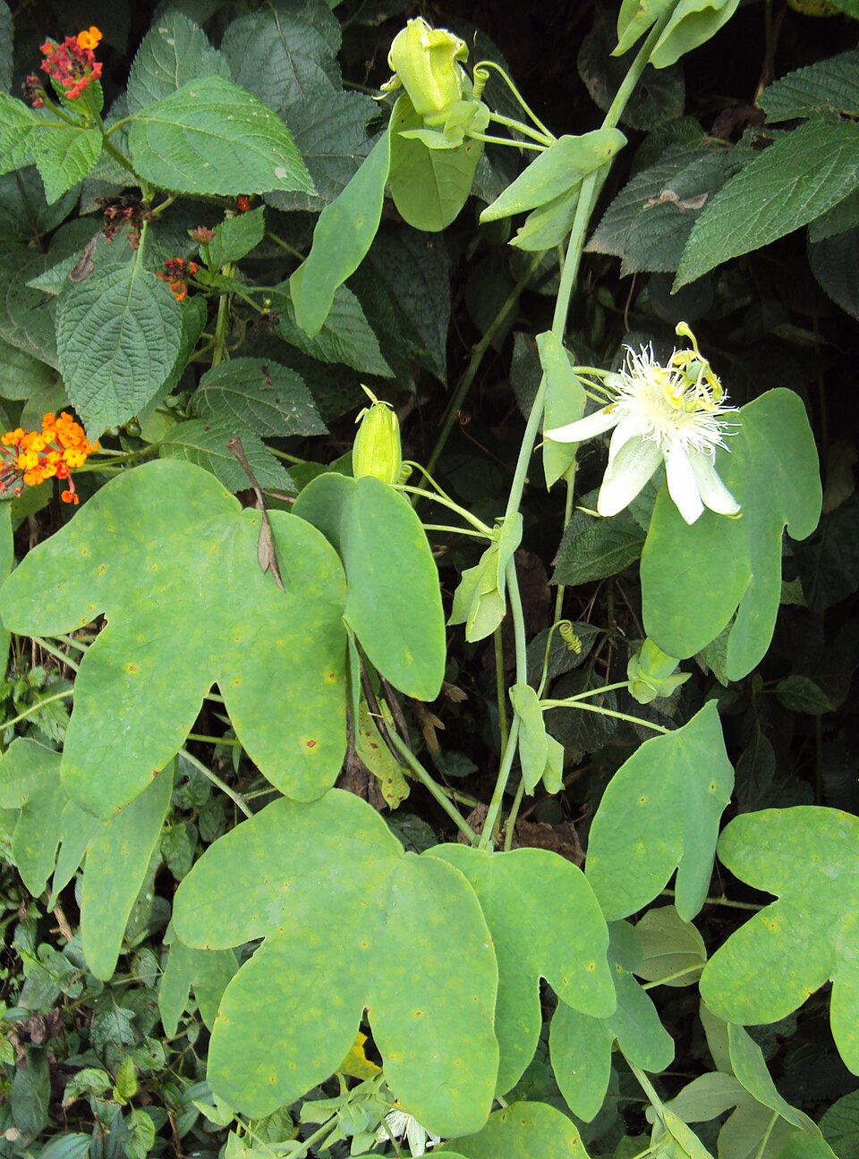 Passiflora subpeltata (white passionflower)
