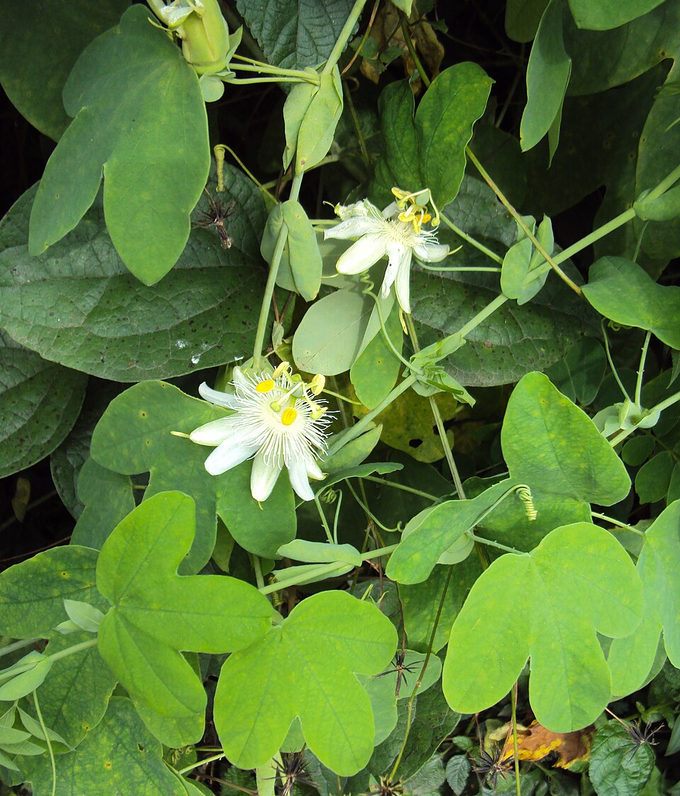 Passiflora subpeltata (white passionflower) (alternate view 2)