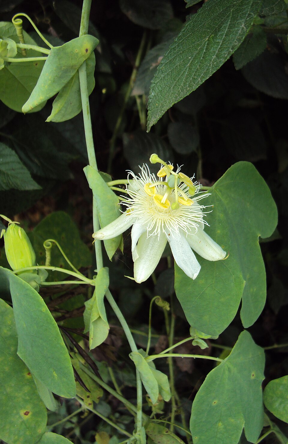 Passiflora subpeltata (white passionflower) (alternate view 3)