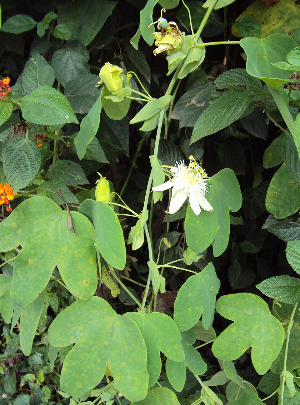 Passiflora subpeltata (white passionflower) (alternate view 4)