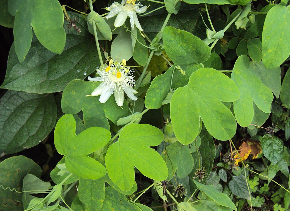Passiflora subpeltata (white passionflower) (alternate view 5)