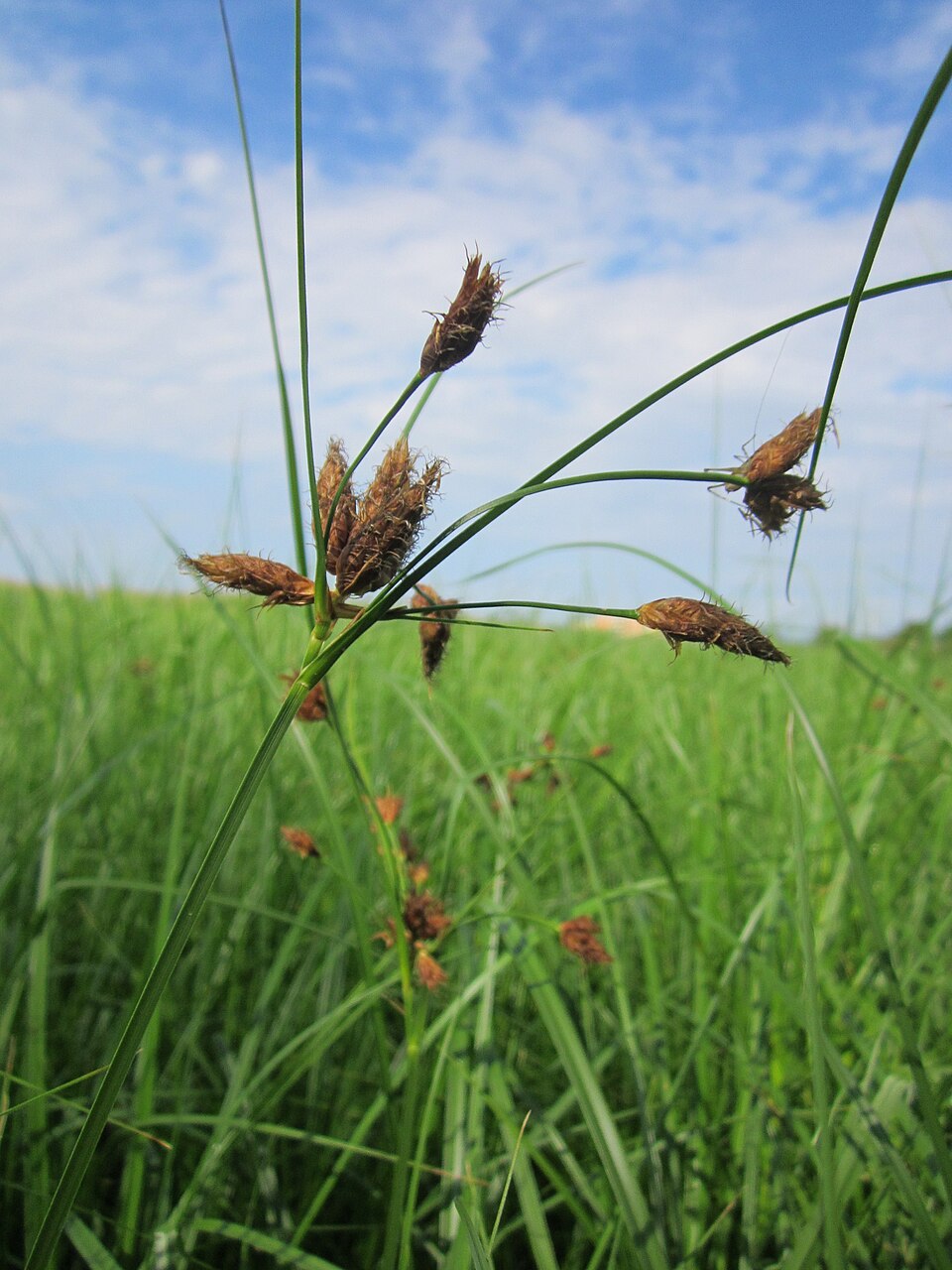 Bolboschoenus maritimus (sea clubrush)
