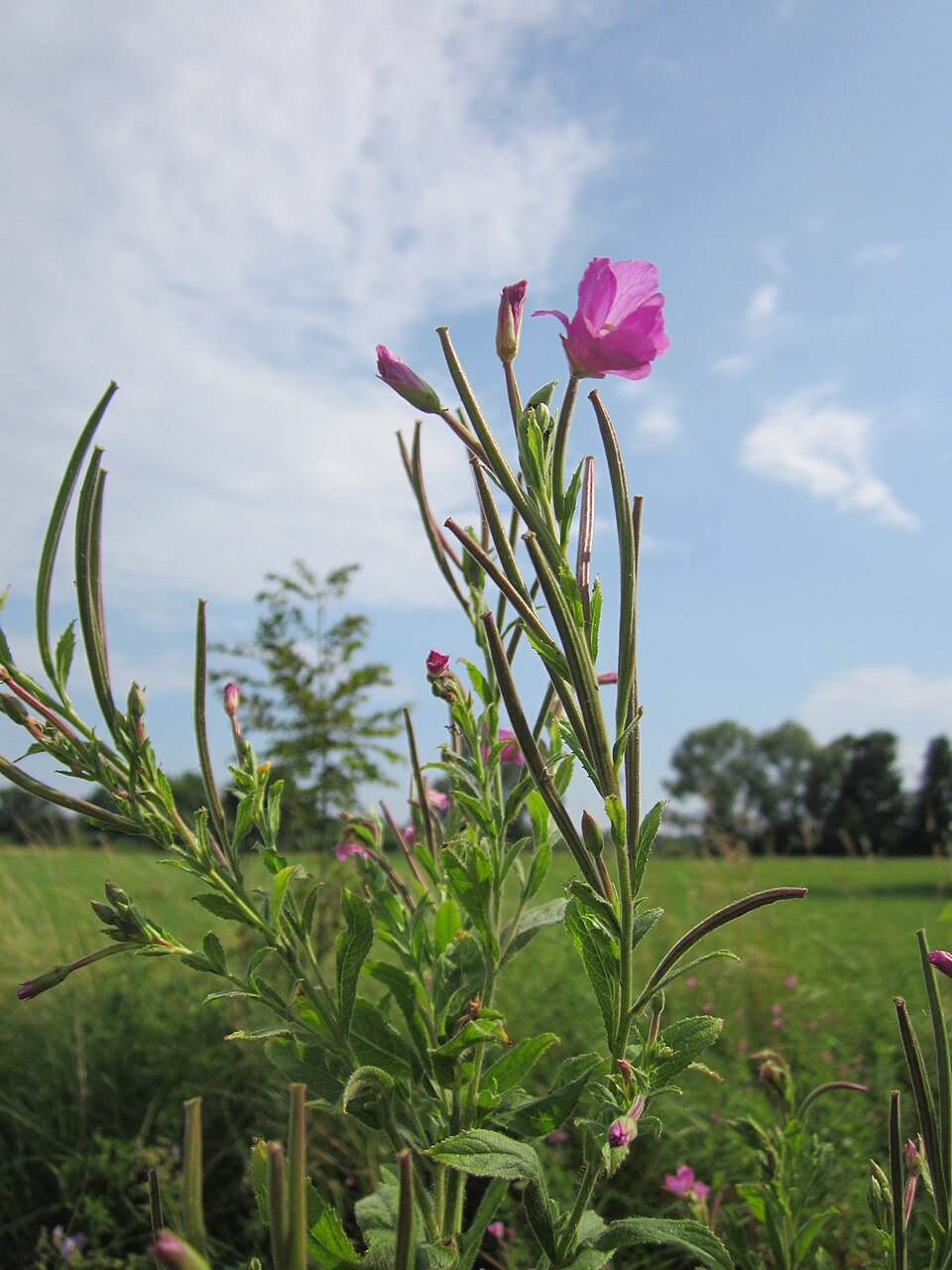 Epilobium hirsutum (Great Willowherb)