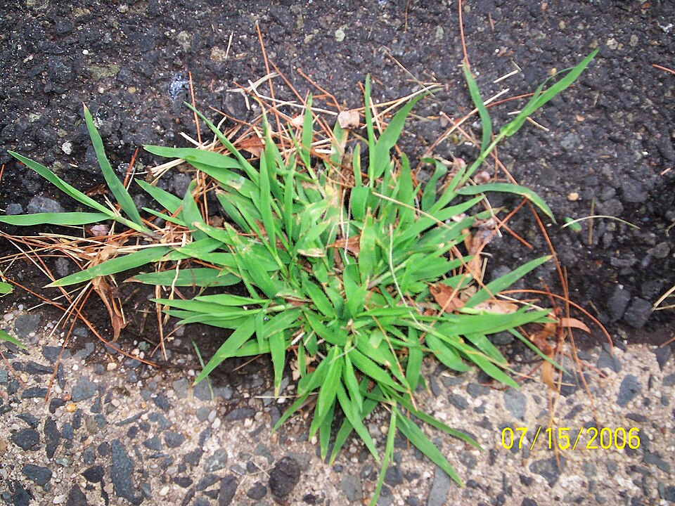 Digitaria sanguinalis (Hairy Crabgrass) (alternate view 4)