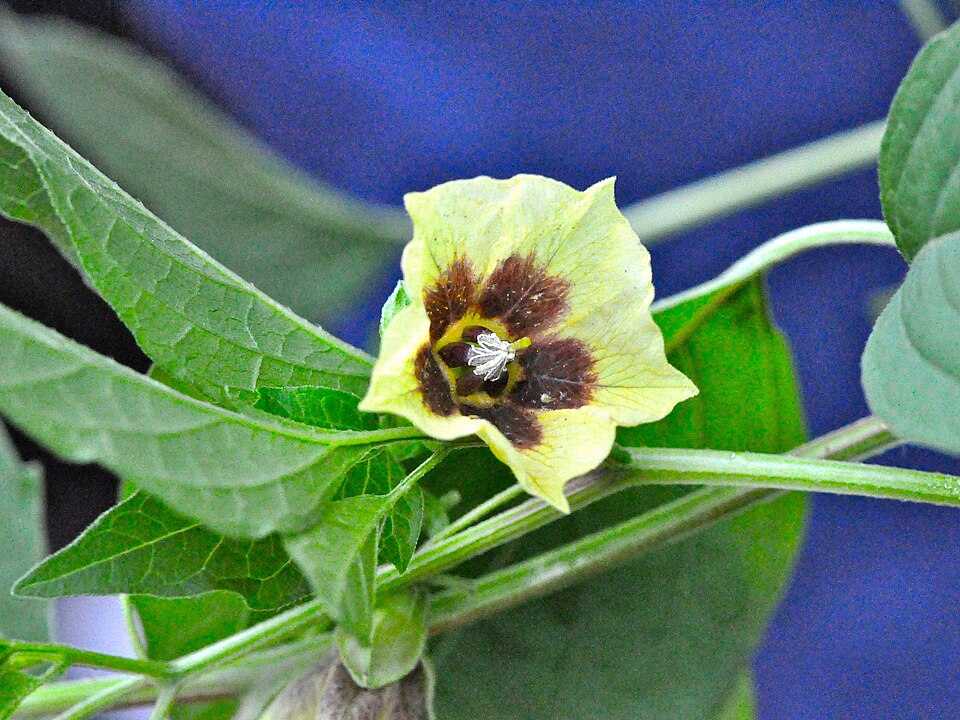 Physalis longifolia (long-leaved groundcherry)