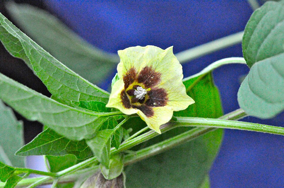 Physalis longifolia (long-leaved groundcherry) (alternate view 2)