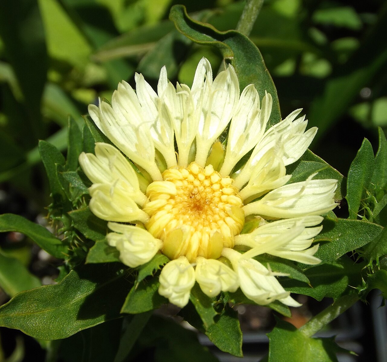 Stokesia laevis, Stokes' aster — clumping semi-evergreen (Asteraceae) (image 9 of 10)