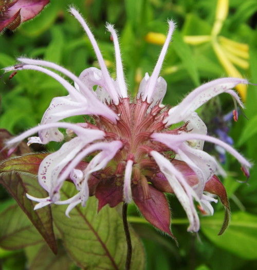 Monarda bradburiana (Eastern Bee Balm)