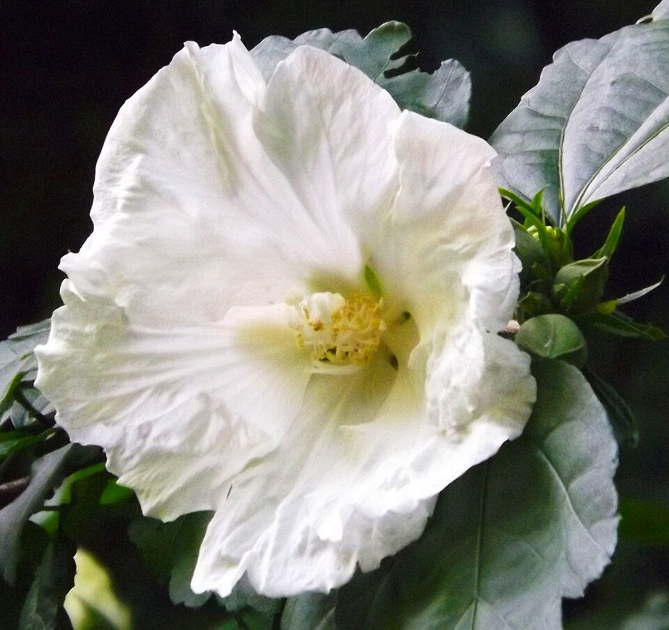 Hibiscus syriacus 'Diana' (Diana Rose of Sharon) (alternate view 2)