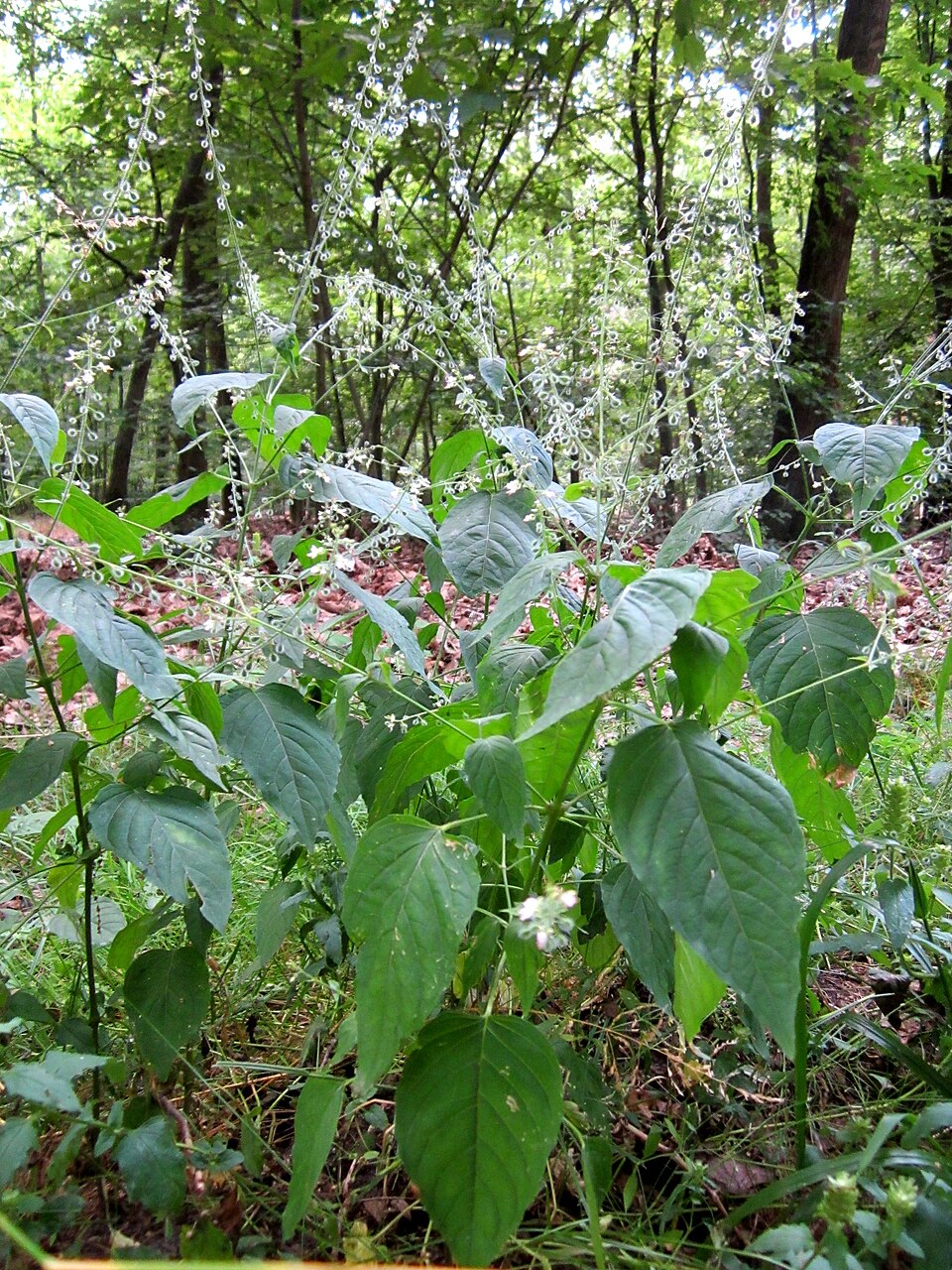 Circaea lutetiana (enchanter's-nightshade)