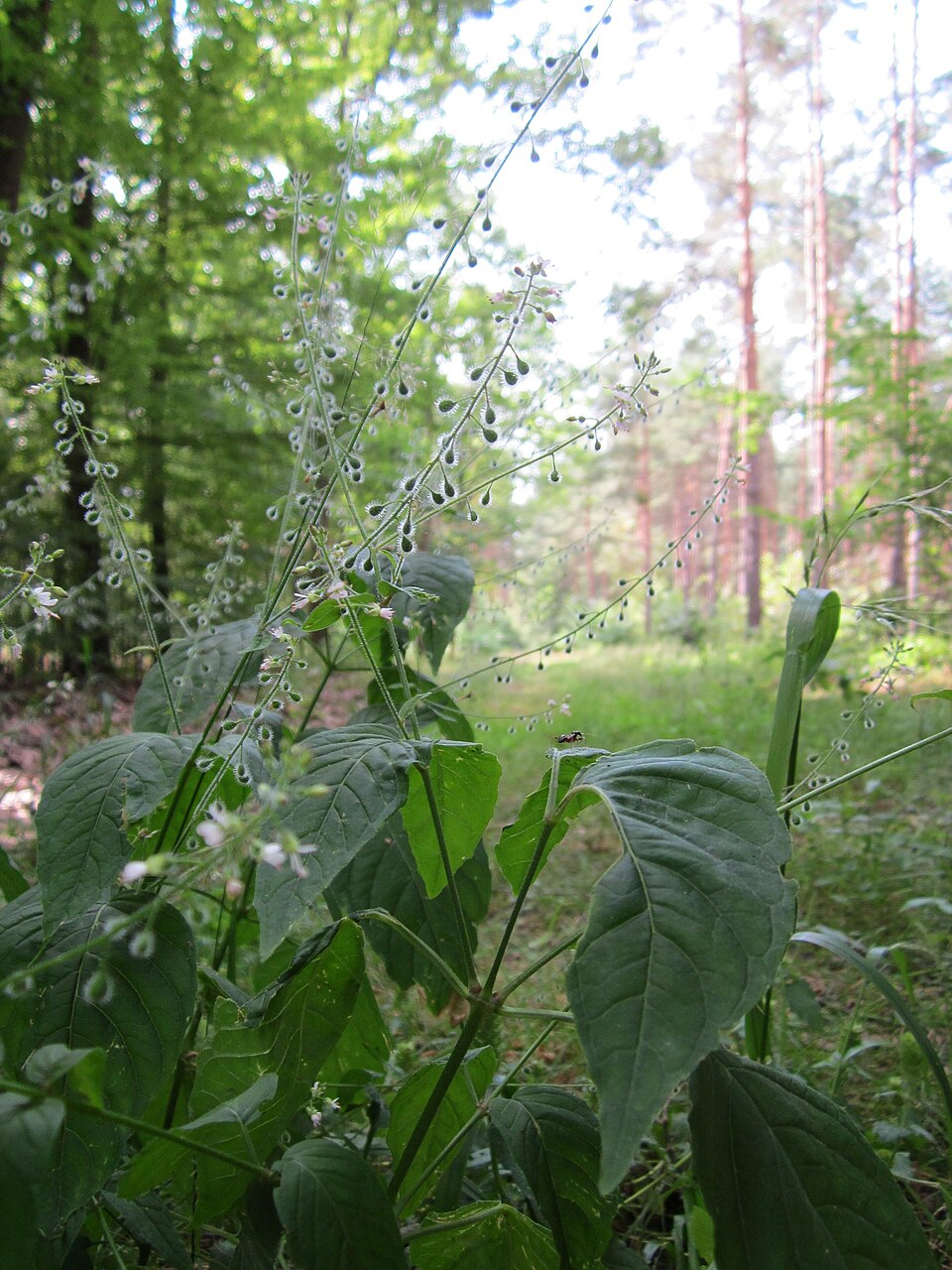 Circaea lutetiana (enchanter's-nightshade)