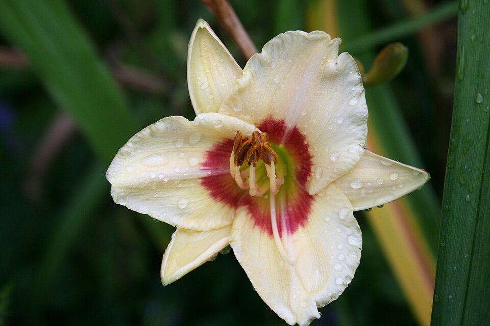 Hemerocallis 'Custard Candy' (Custard Candy Daylily) (alternate view 2)