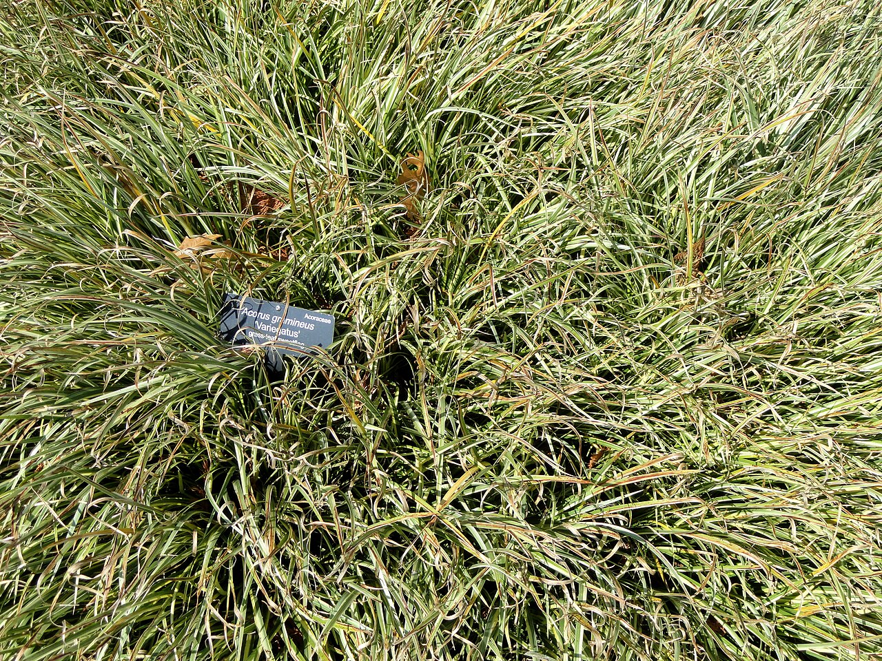 Acorus gramineus, Japanese sweet flag — clumping semi-evergreen (Acoraceae) (image 4 of 7)
