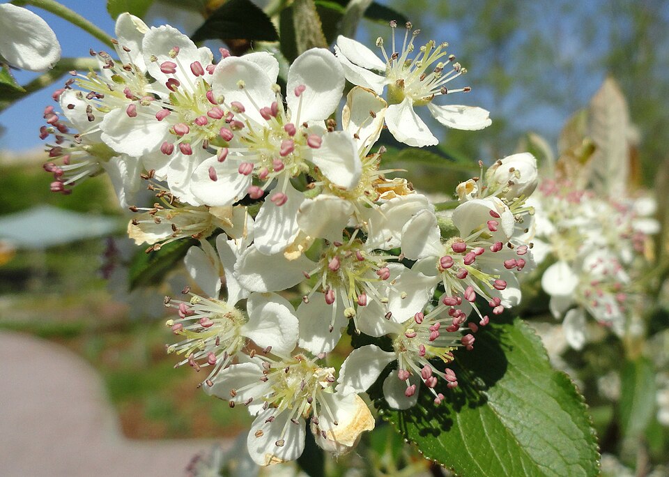 Aronia arbutifolia (red chokeberry) (alternate view 10)